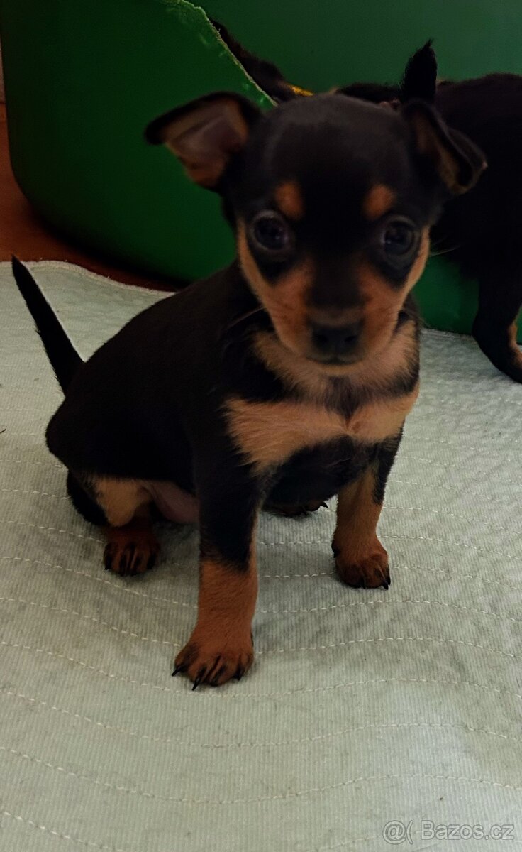 Pražský krysařík