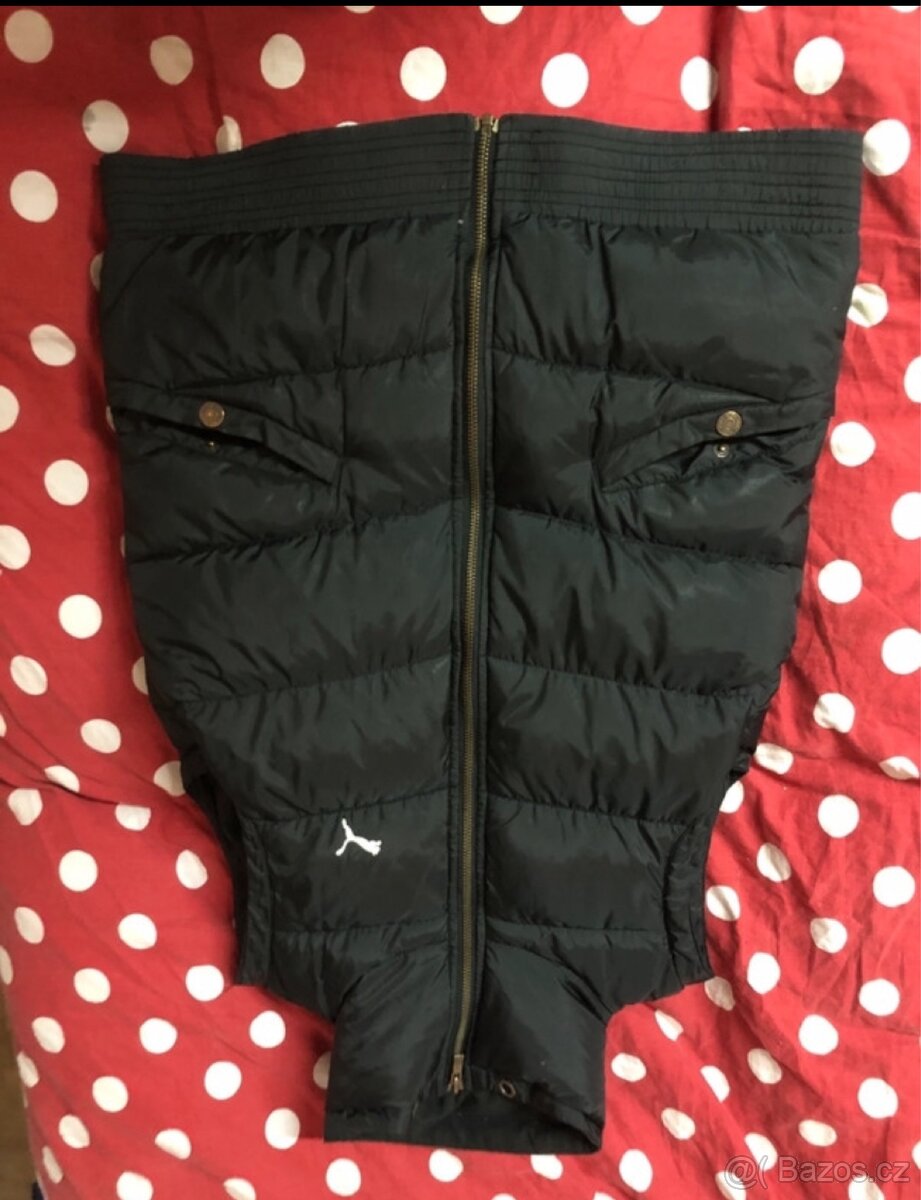 Puma vesta