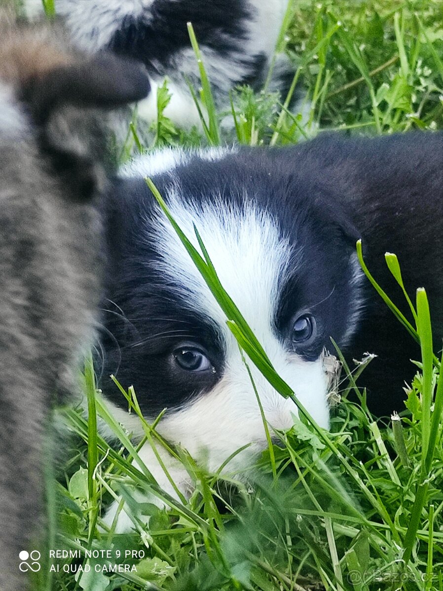 Border kolie