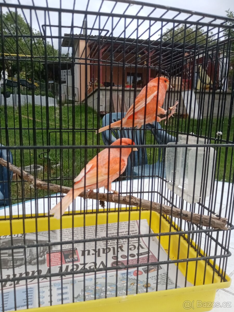 Prodám kanary červené samce
