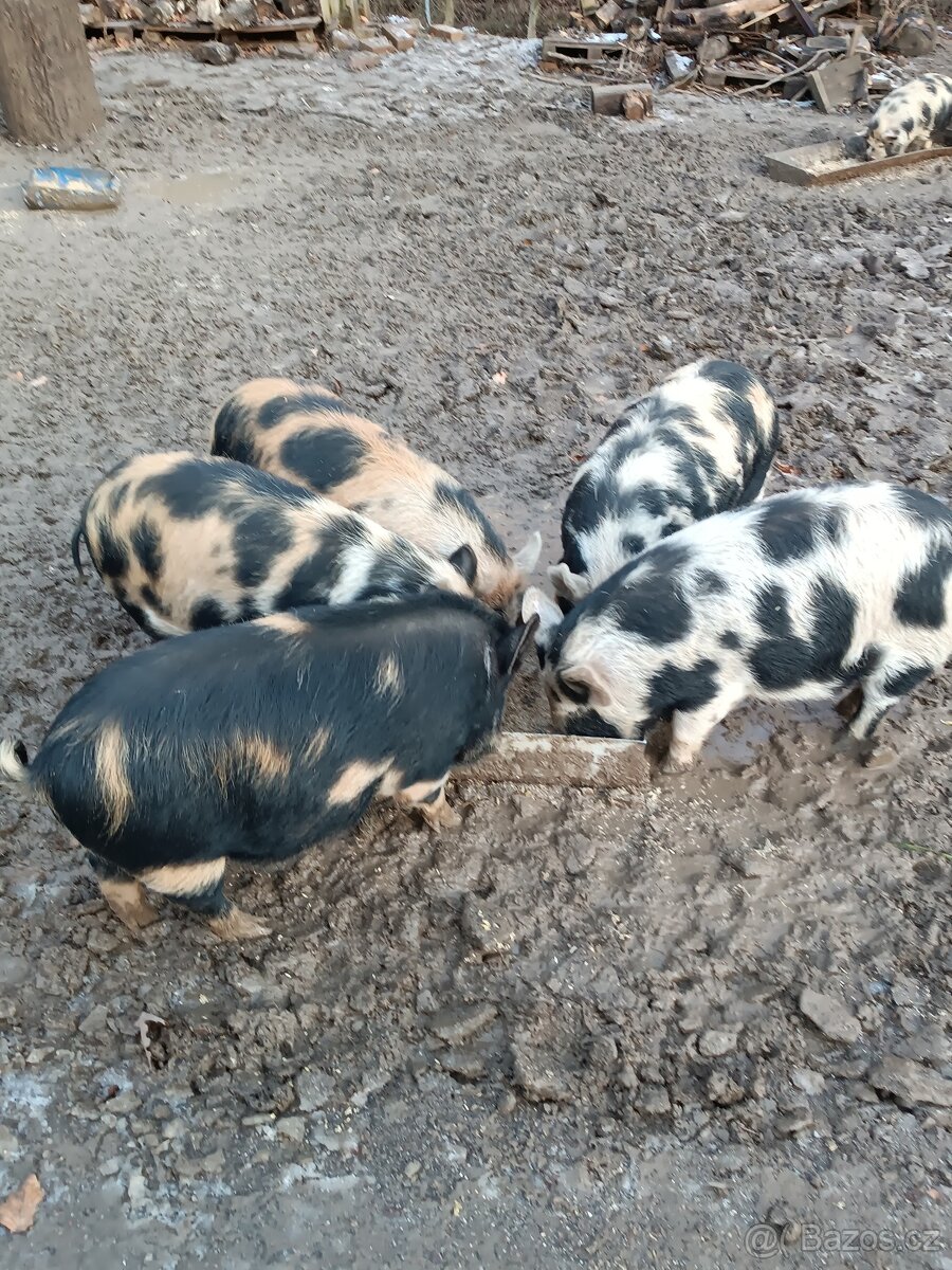Selata prasete kune kune
