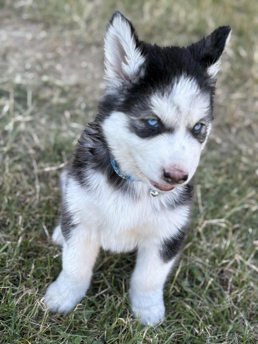 Sibiřský husky