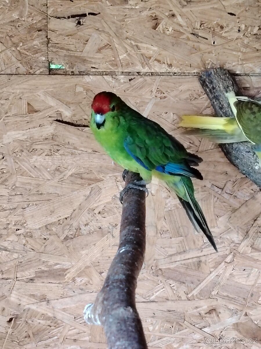 Kakariky samec