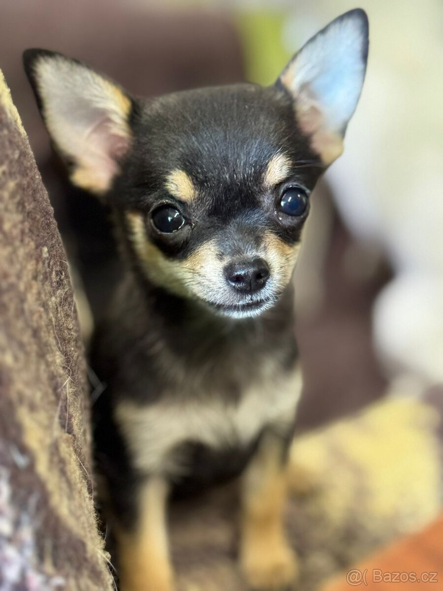 Mini čivava