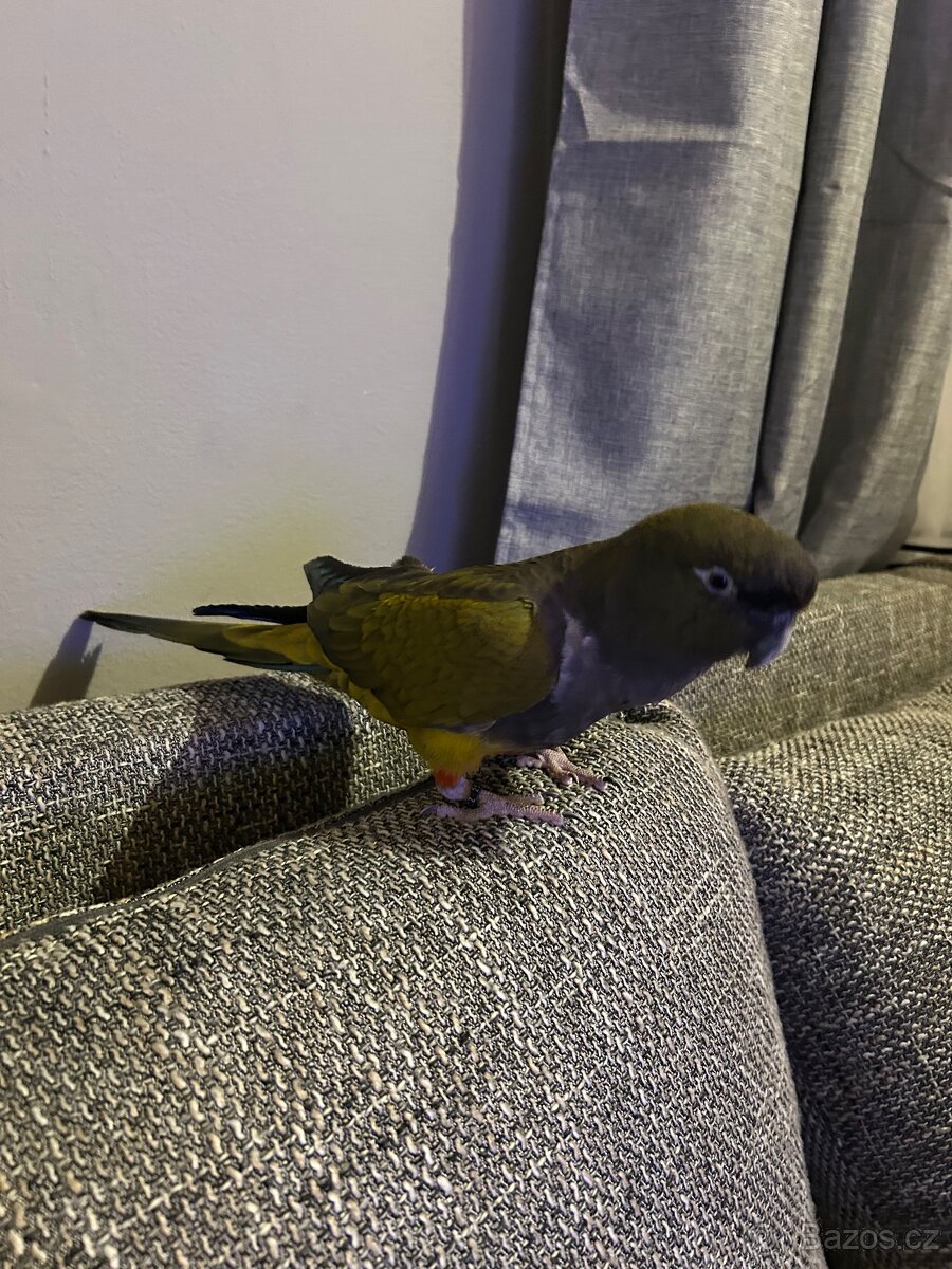 Papoušek patagonský