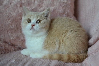 Krásní kocourci k rezervaci