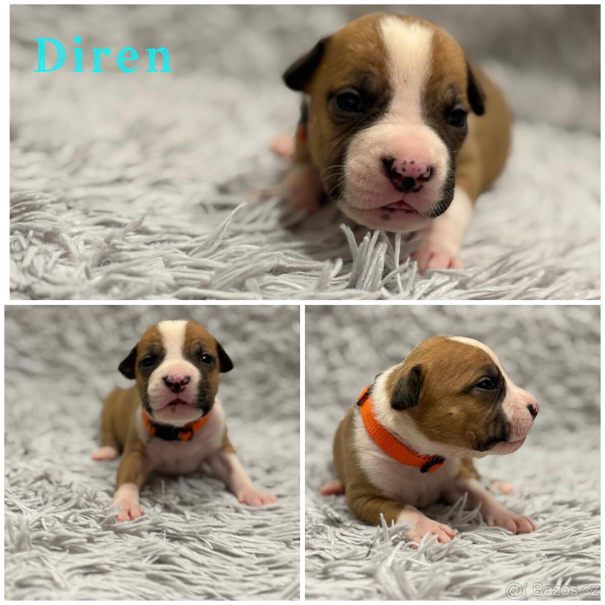 Americký stafordšírský teriér