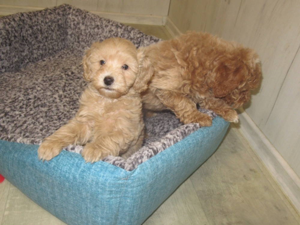 Maltipoo štěňátka