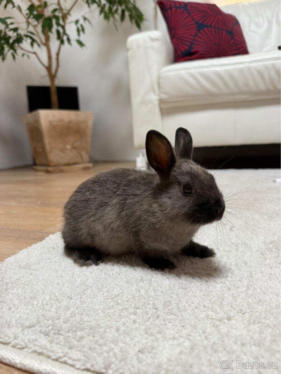 Zakrslý králíček kuní z.