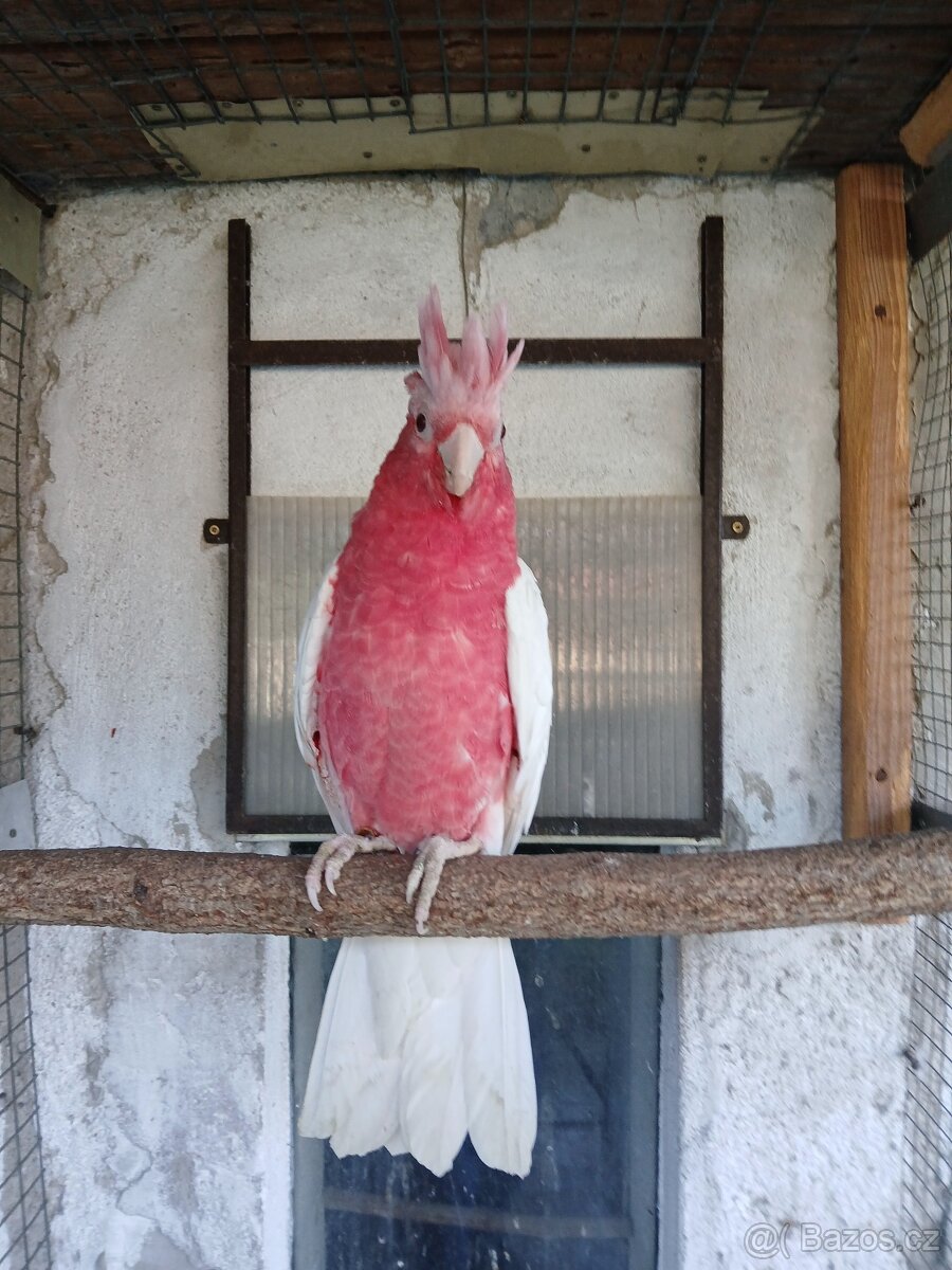 Kakadu růžový lutino