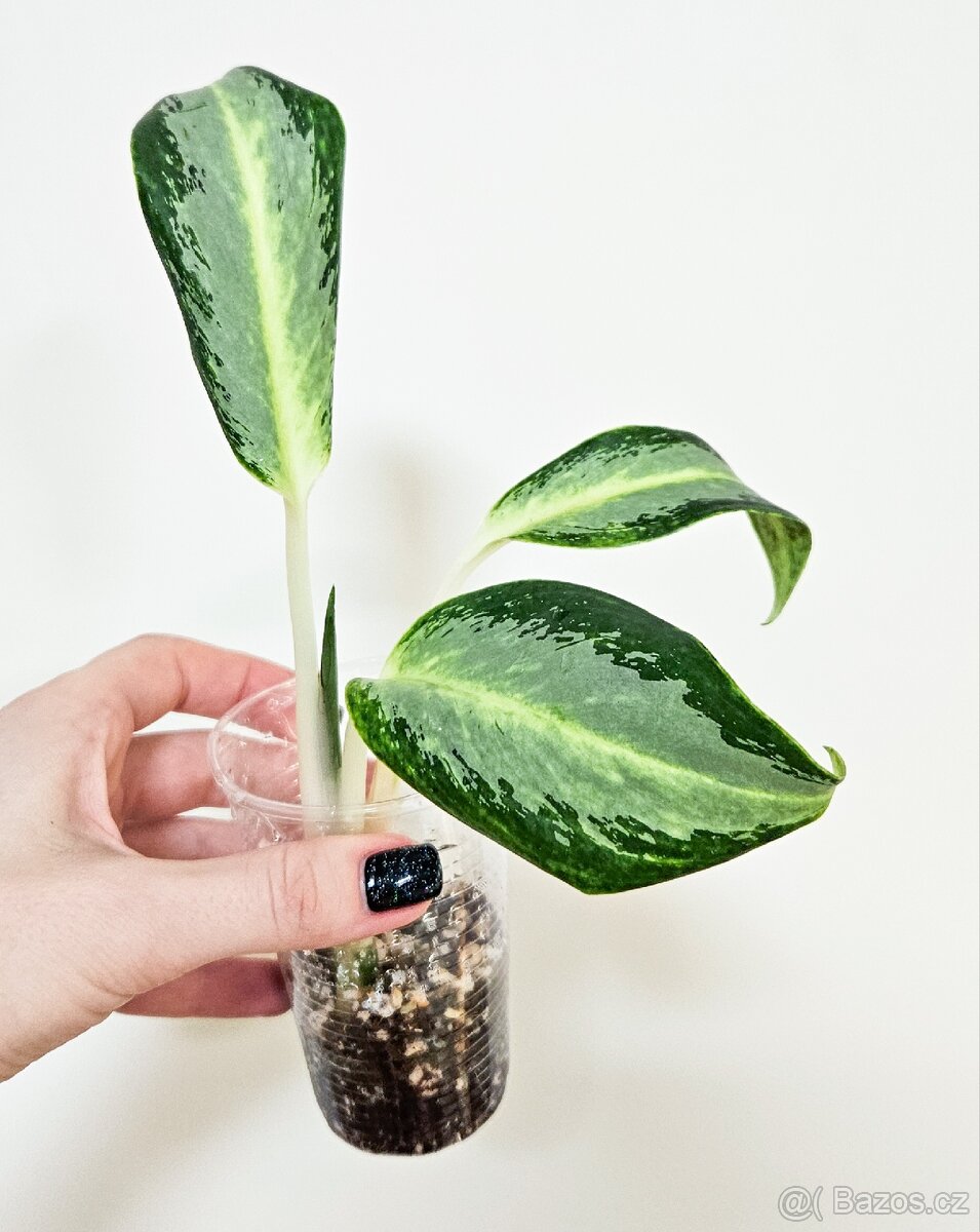 Aglaonema silver blue