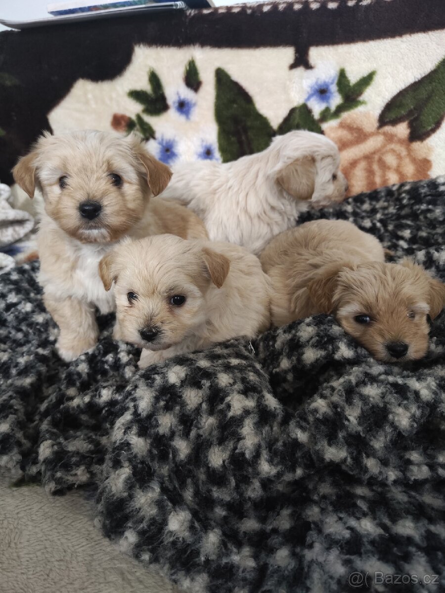 Jorkšírský teriér