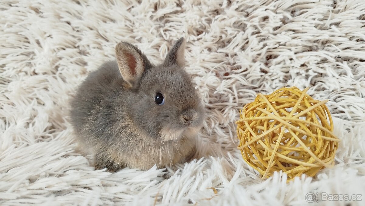 Zakrslý králík, králíček - EFFI