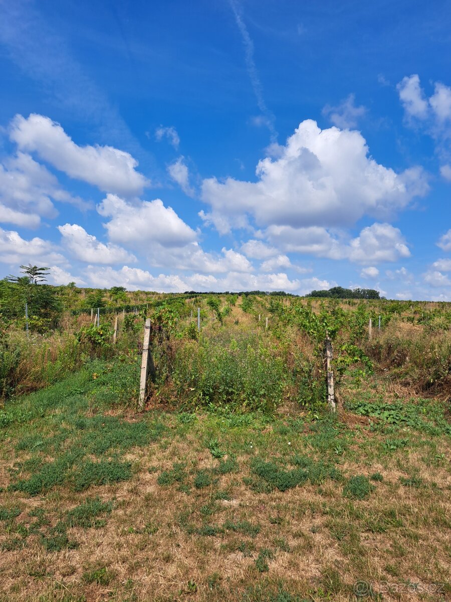 Vinice s možností stavby 2035 m2