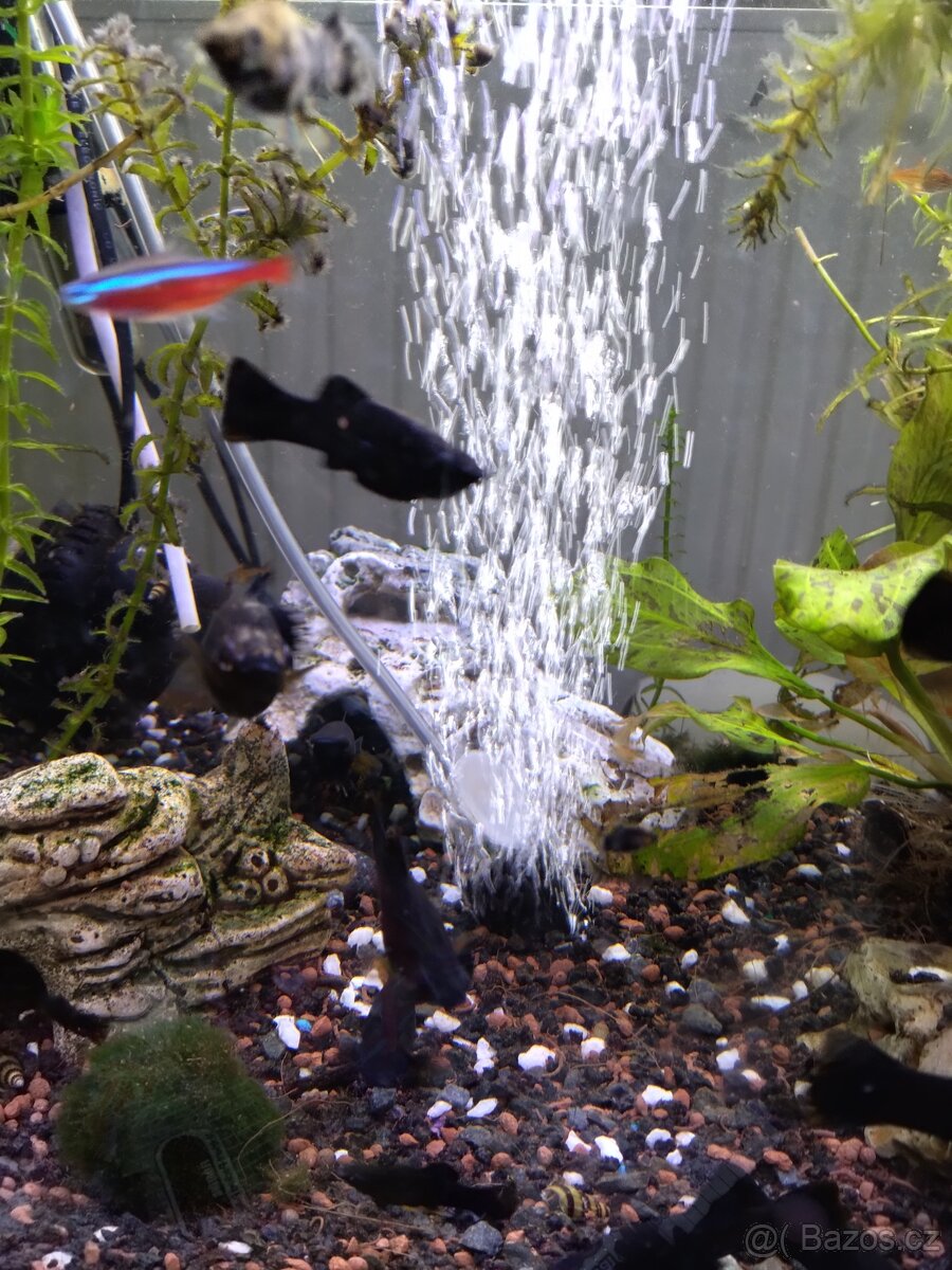 Black Molly