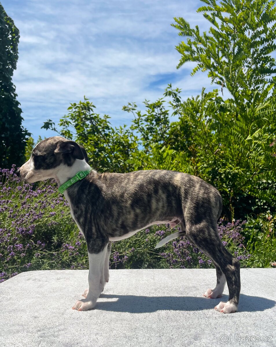 Whippet s PP