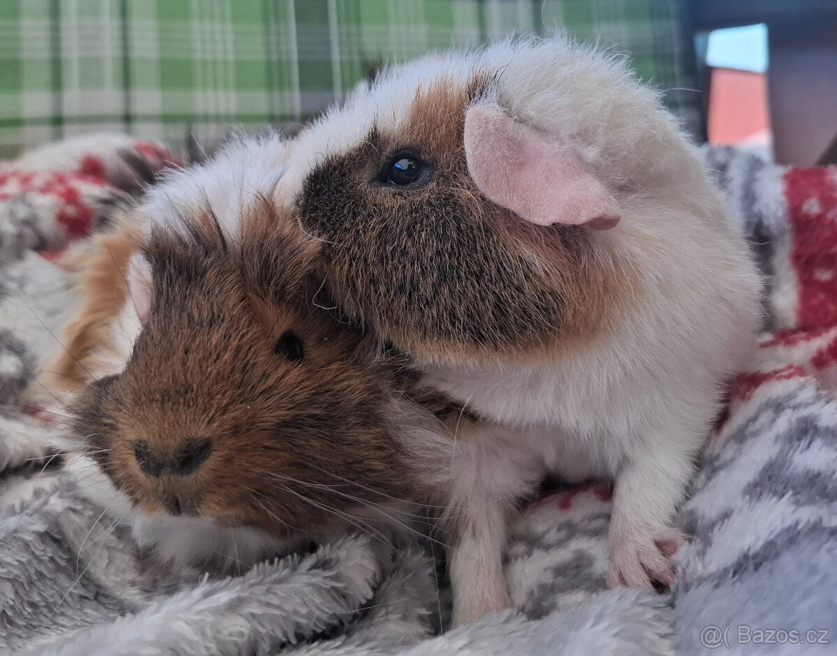 Morče - dva kluci Am. Cr. Teddy Bear a středně srstá rozeta