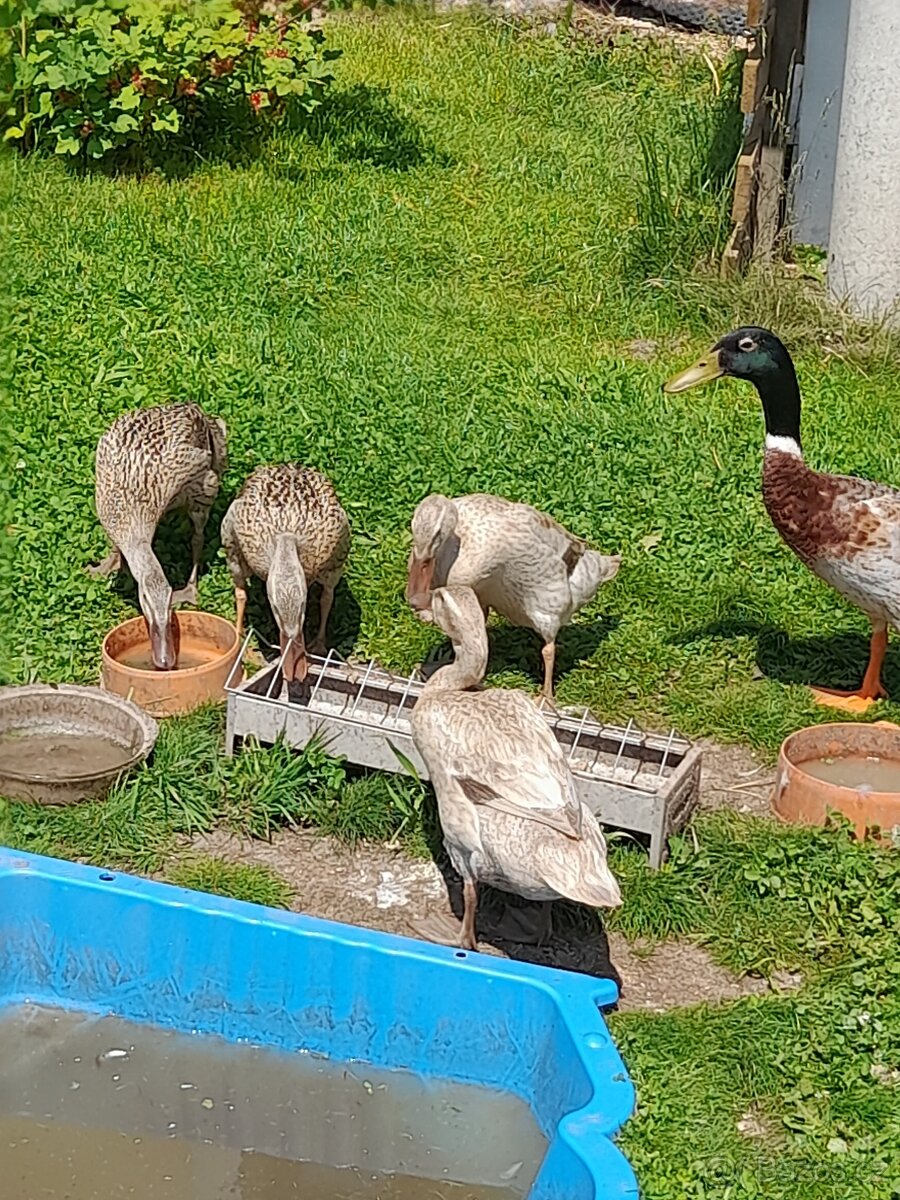 Indický běžec