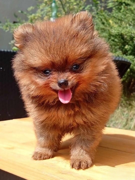 POMERANIAN