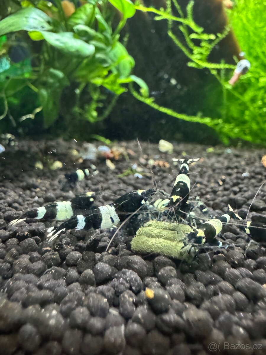 Sladkovodní krevetky