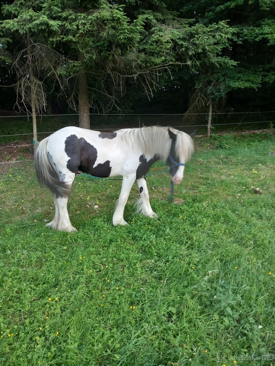 Timmy hledá domov 🏡