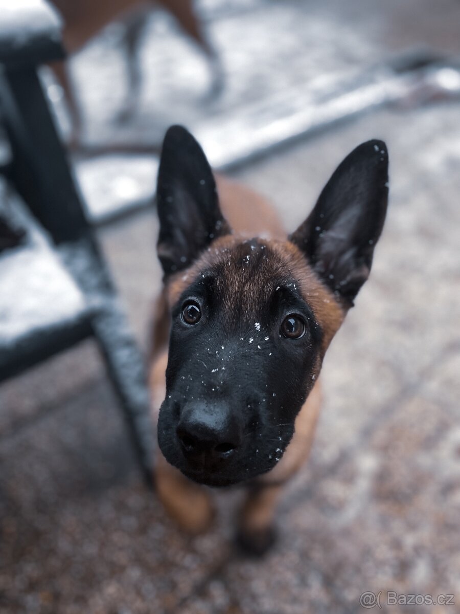 Belgický ovčák - malinois