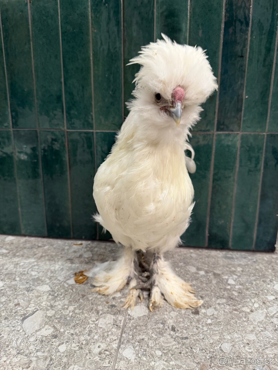 Hedvabnicka USA kohoutek