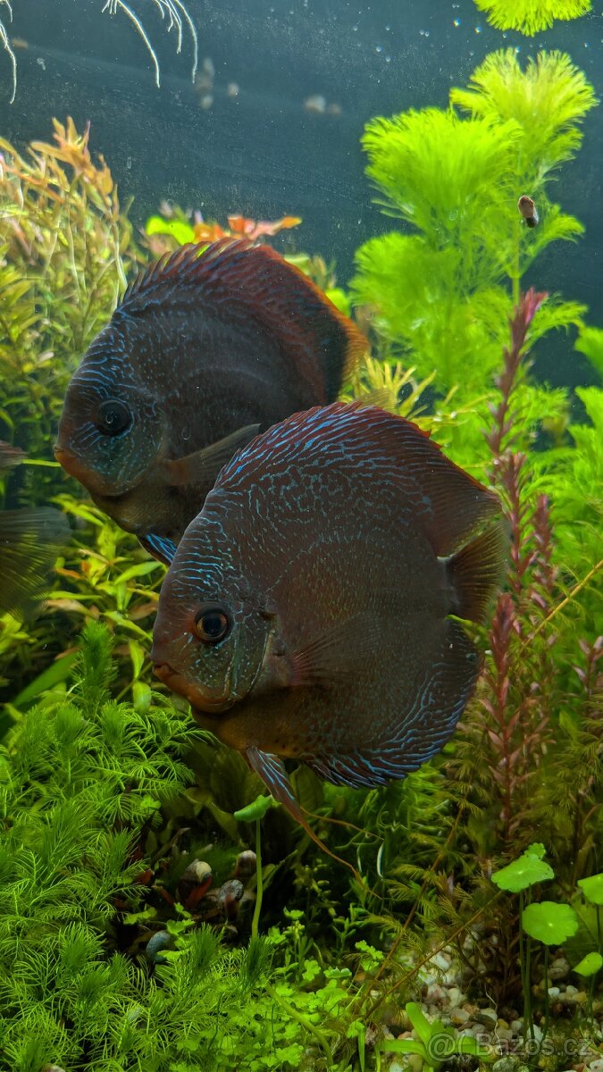 Voné ryby Terčovec lss