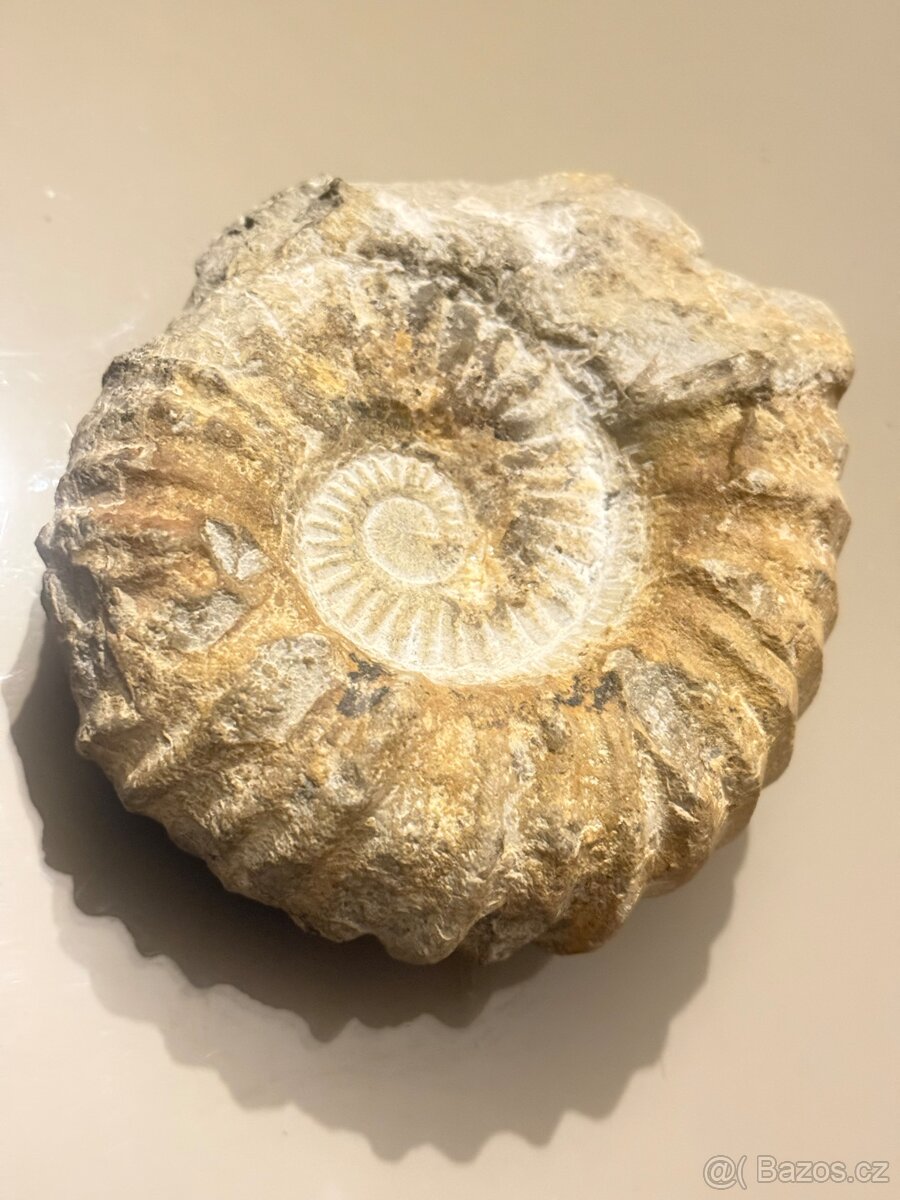 Amonit Maroko 12x11 cm