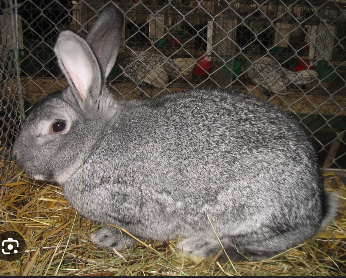 Samice králíka