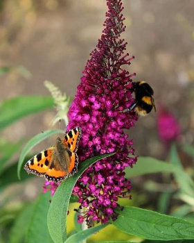 Komule Davidova (Buddlea, Motýlí keř) - viz fota