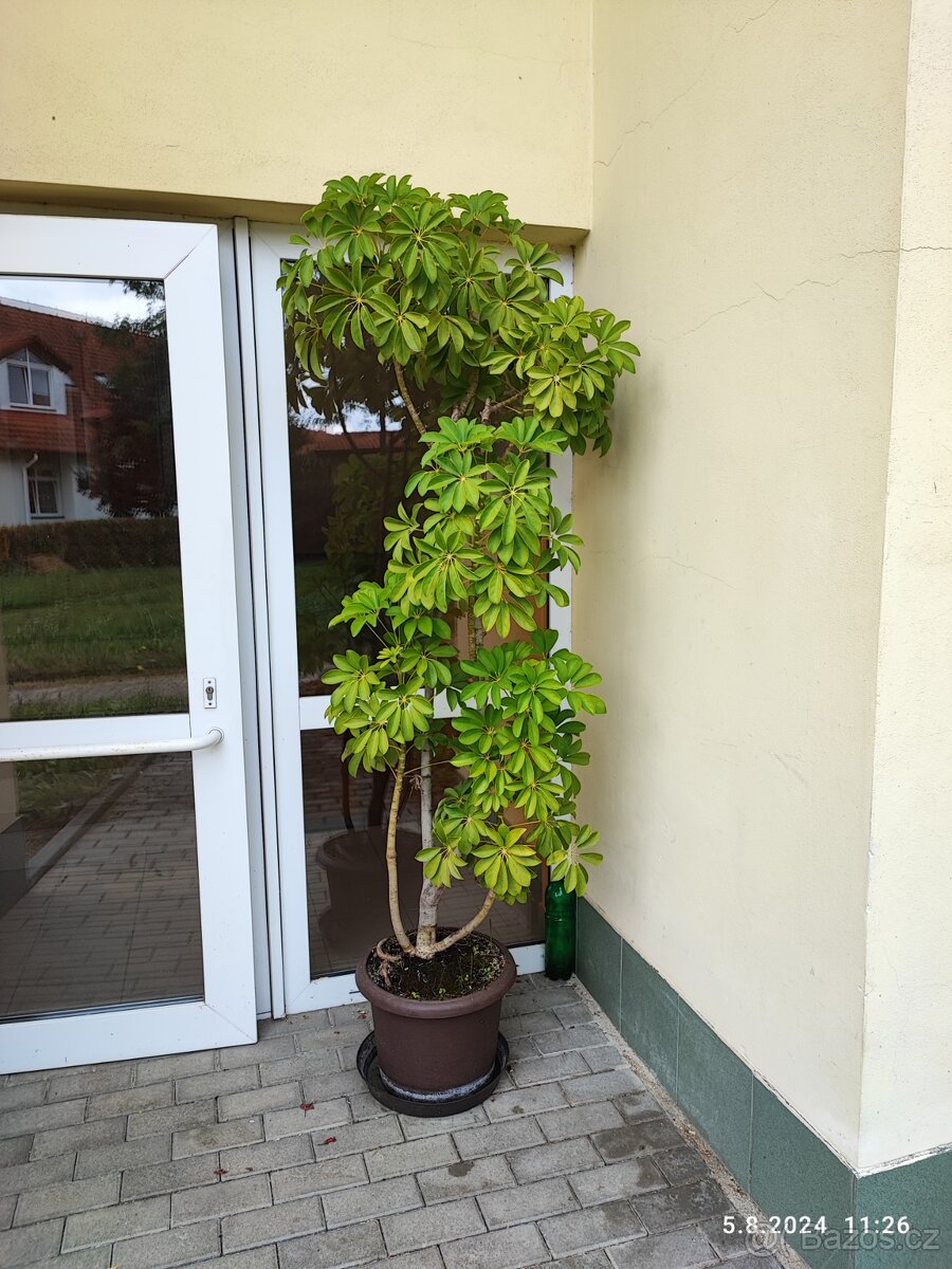 Prodám