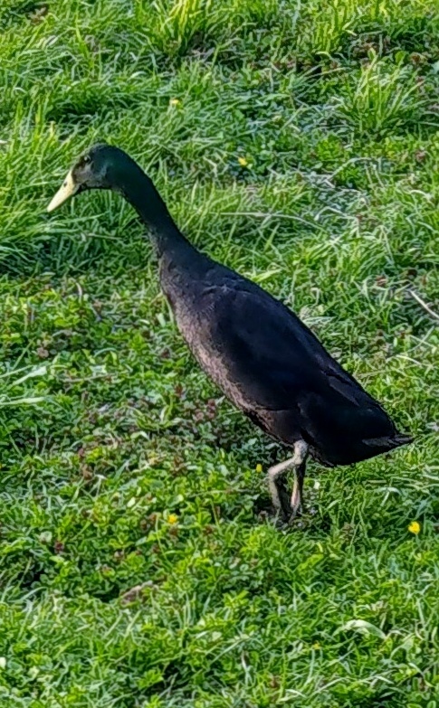 Indický běžec