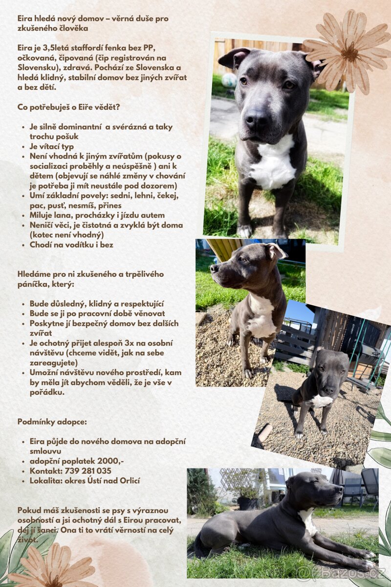 3,5 letá stafordka bez PP