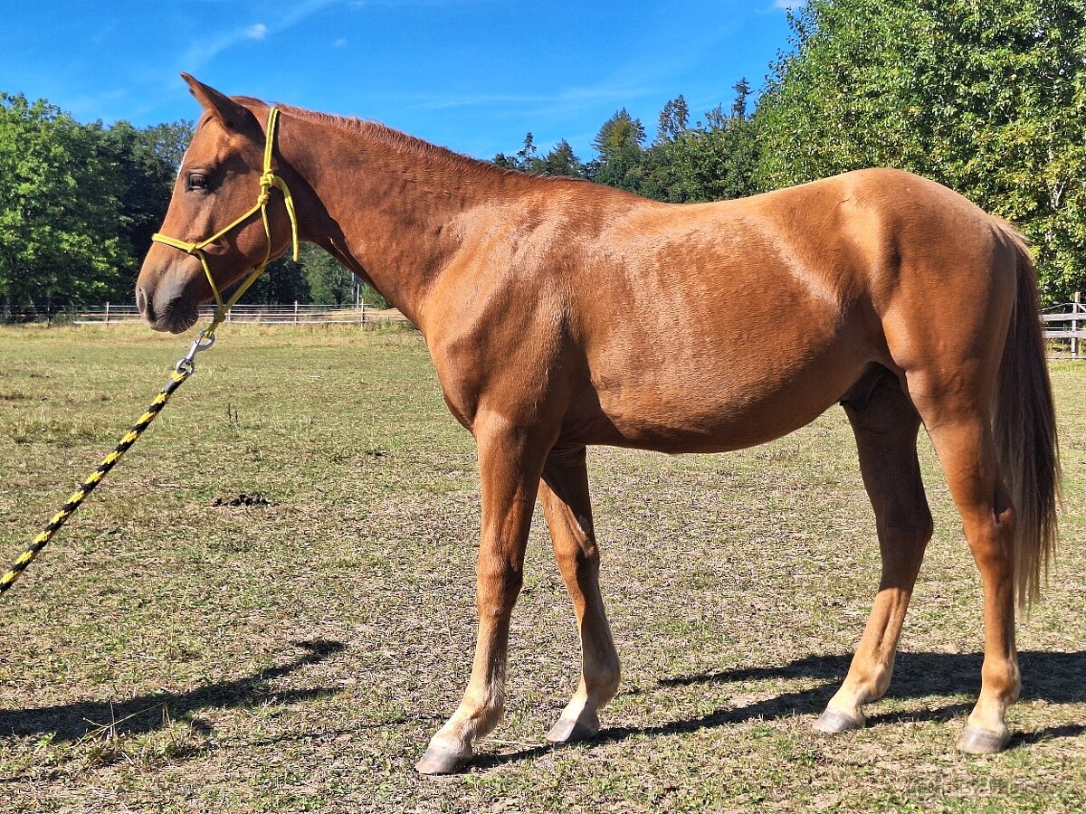 Hřebeček AQH X HFL - roční