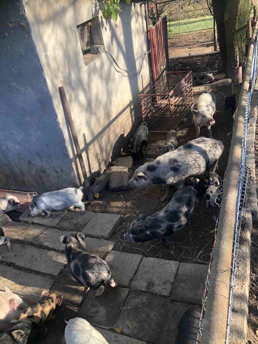 Výhodná bezkonkurenční cena 