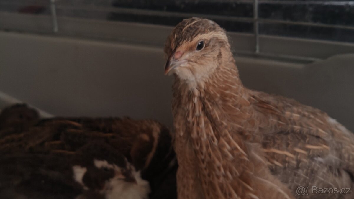 Násadová křepelčí vejce, vajíčka