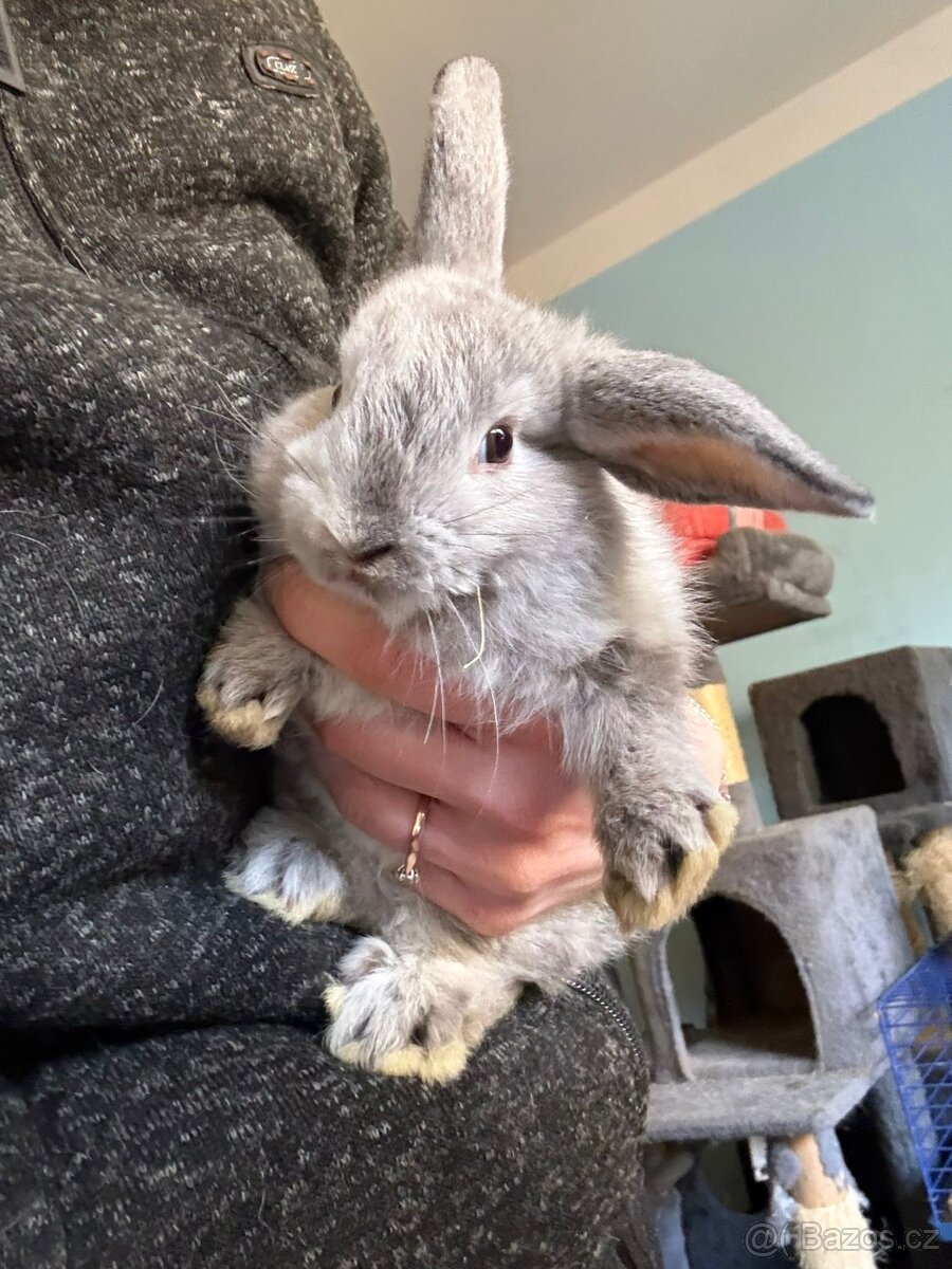 Zakrslý králíček