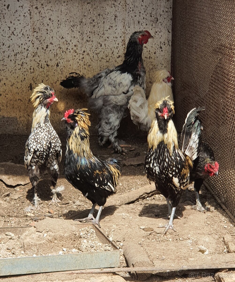 Kohouti - brahmanka, paduánka, araukana a zakrslá kočinka