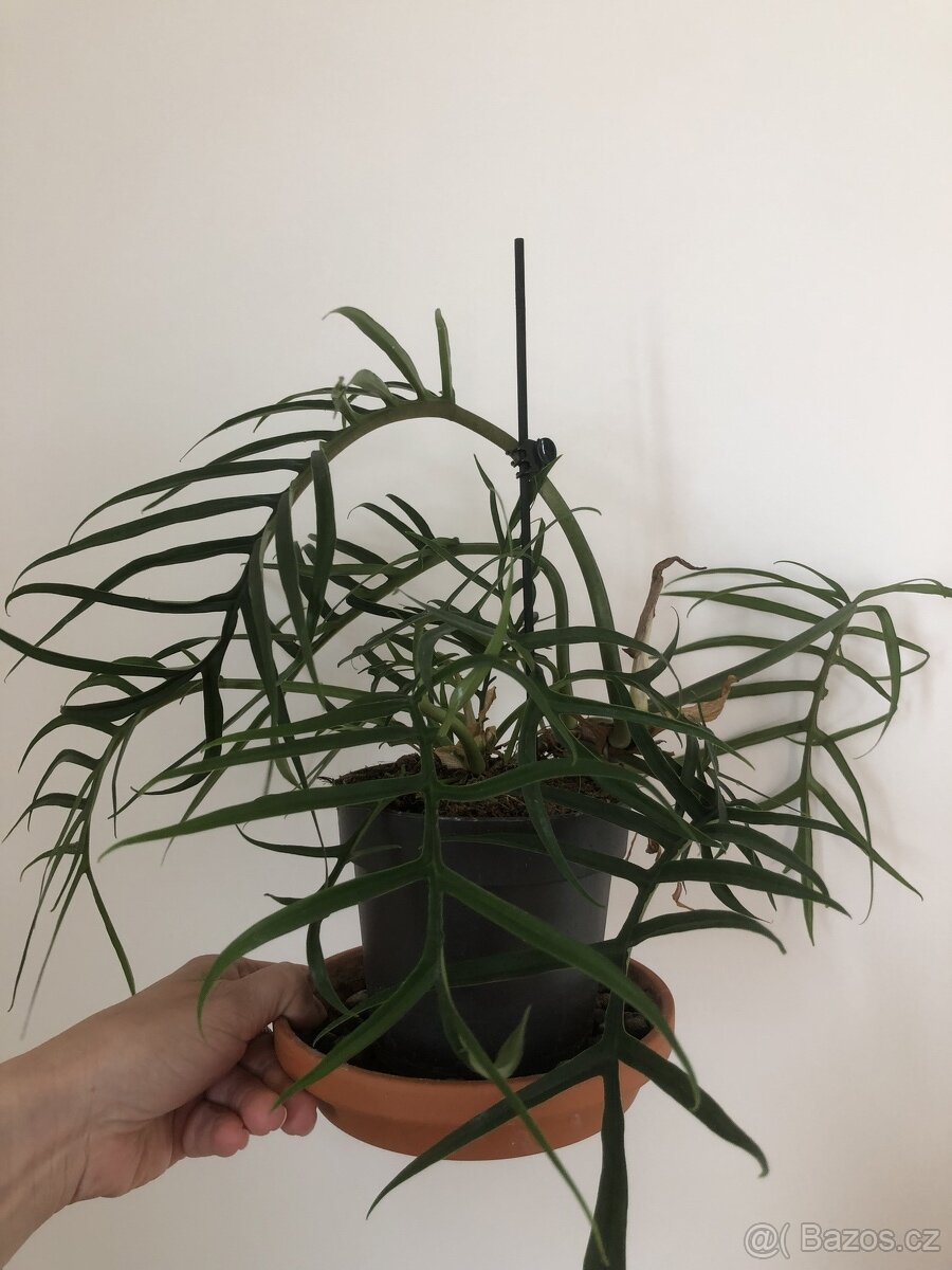 Philodendron tortum