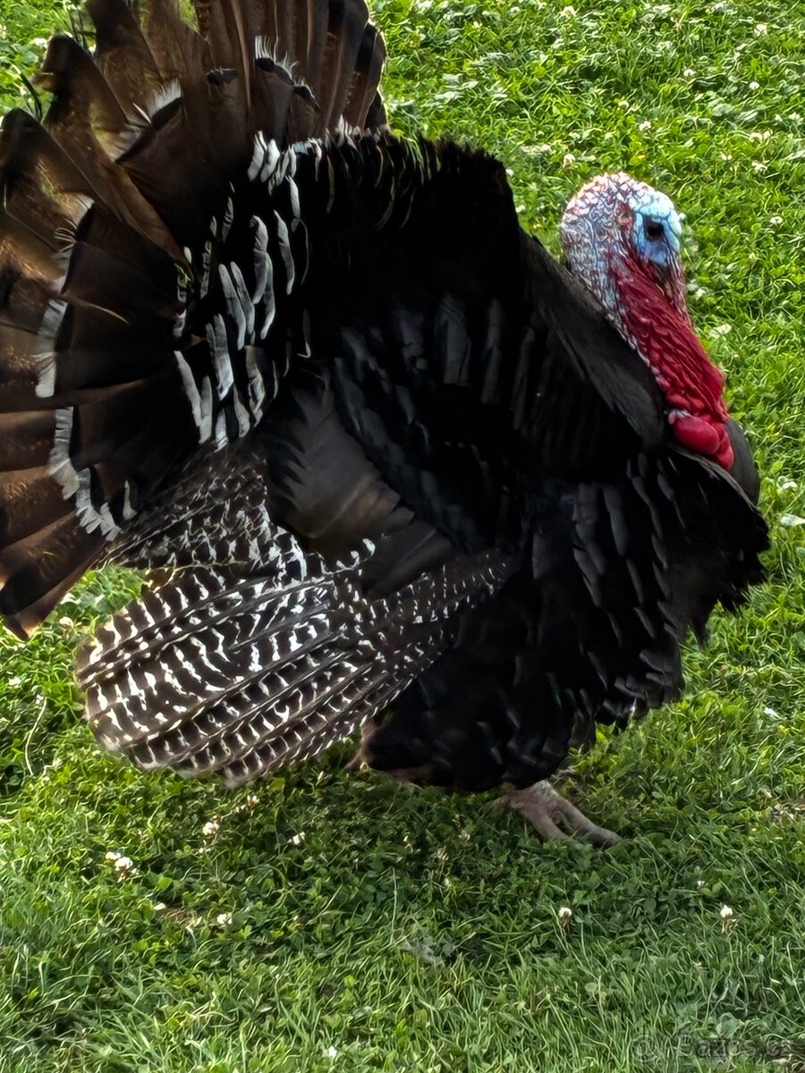 Krocan bronzový