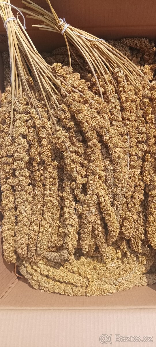 Senegalské proso v klasech žluté 15 kg.