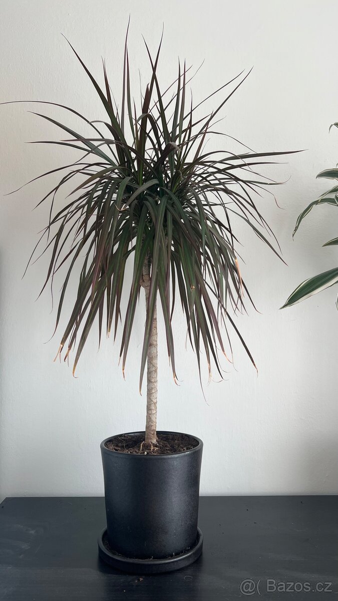 Dracena cca 70 cm