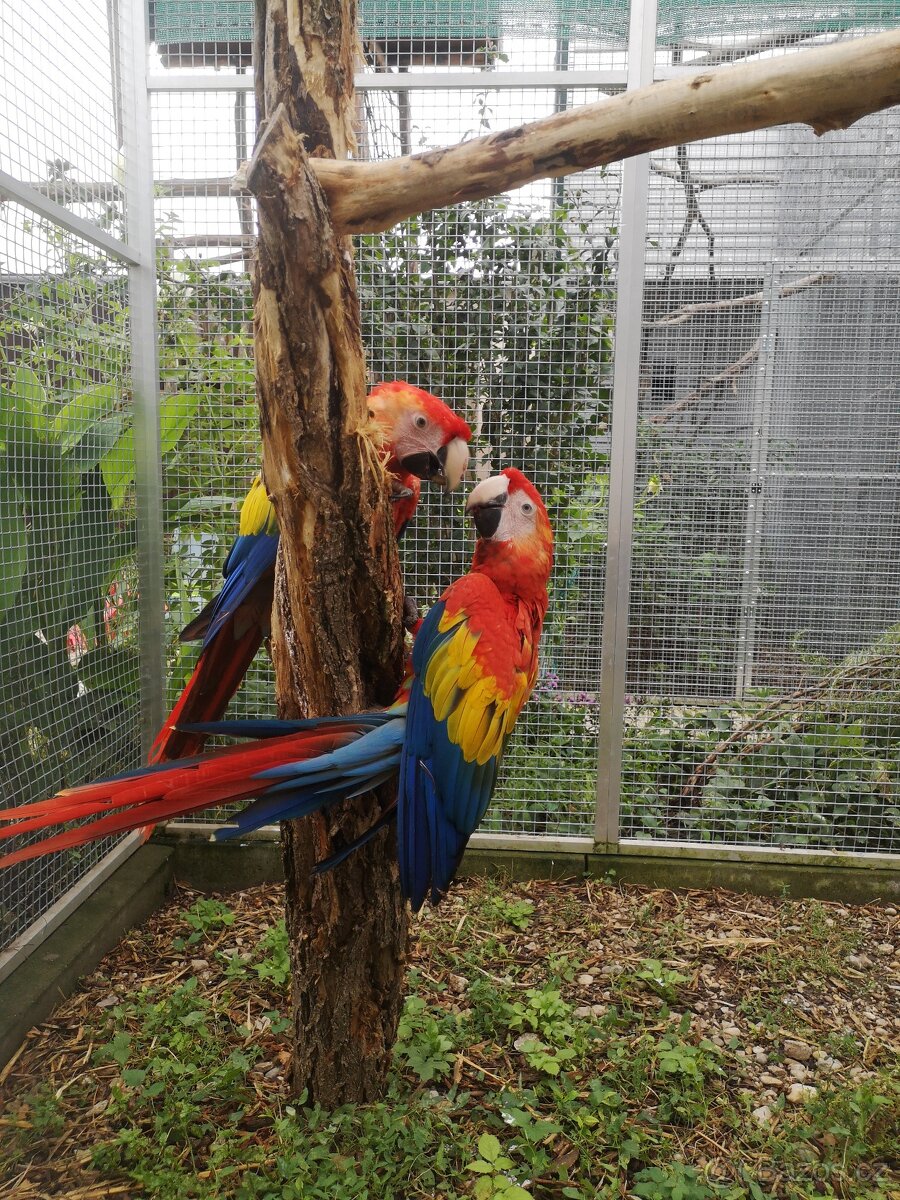 ARA arakanga macao