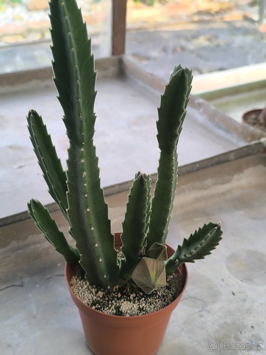 Kaktusy