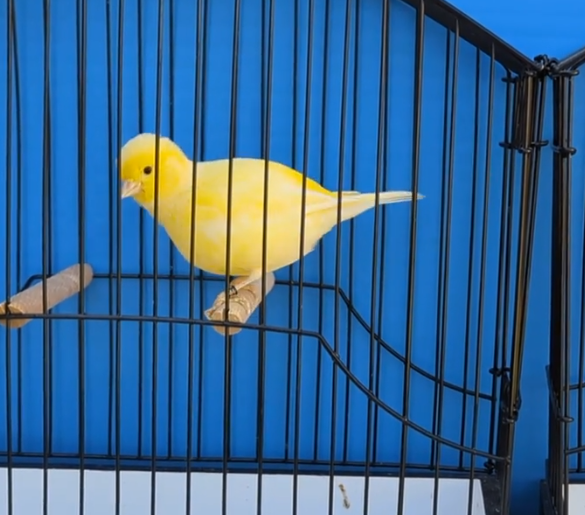 kanáriky fife fancy