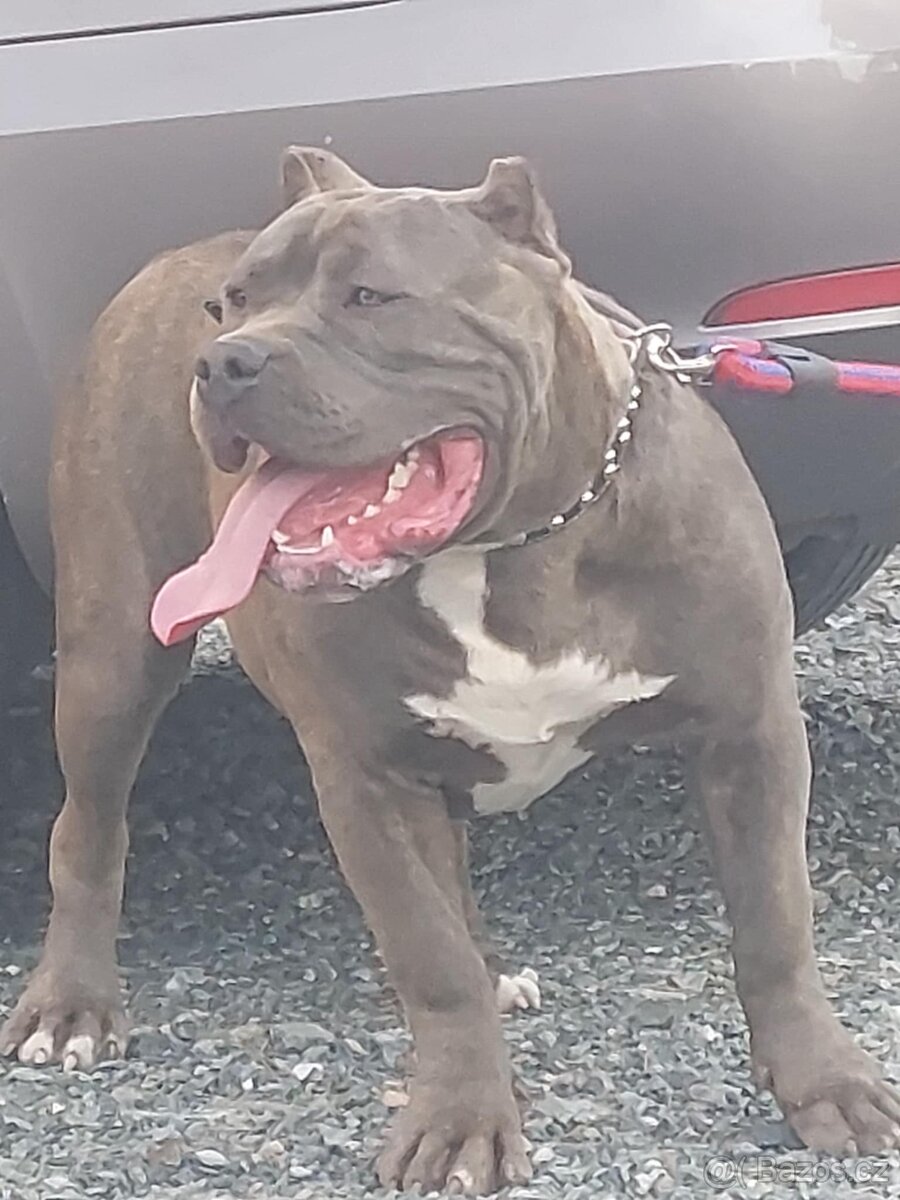 American Bully xl