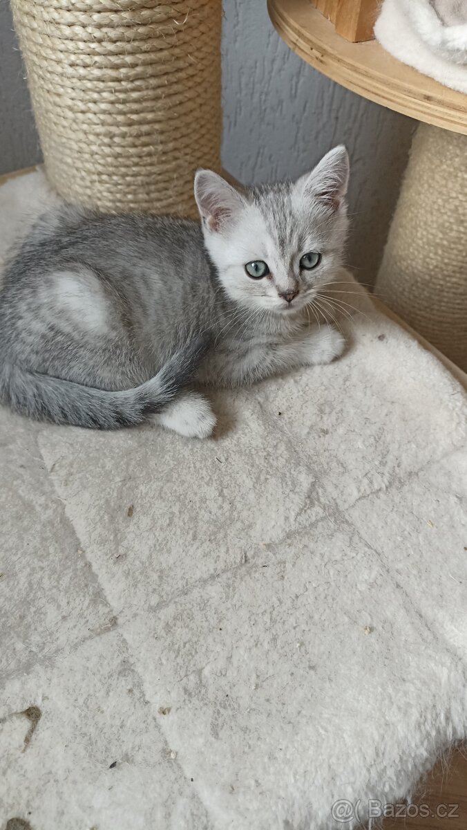 Britský whiskas kocourek s PP