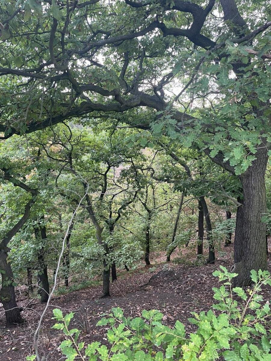 Prodám lesní pozemky na k.ú. Bílina