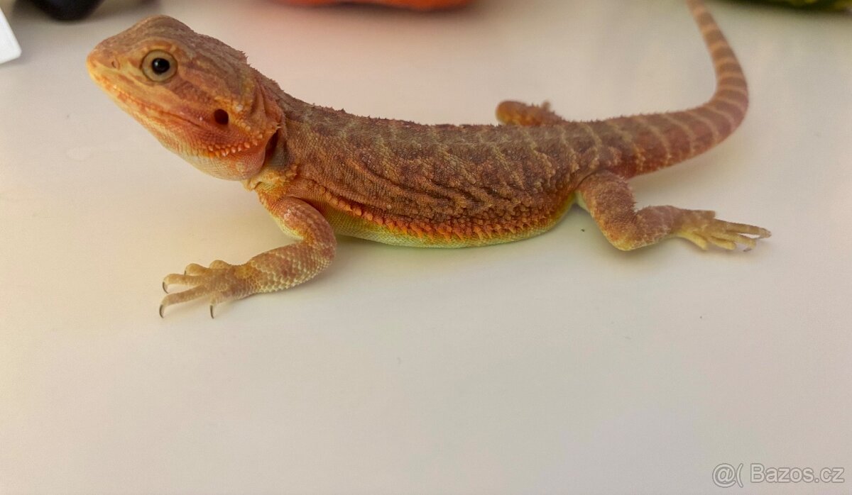 Agama vousata-samec Hypotrans Coral